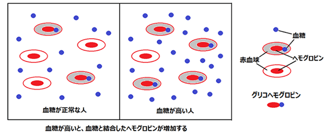 血糖が高いと、血統と結合したヘモグロビンが増加する