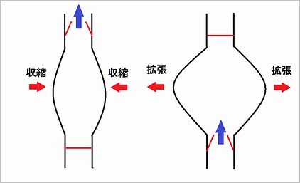 図２．正常な弁と血液の流れ（模式図）