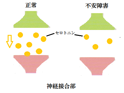 神経接合部